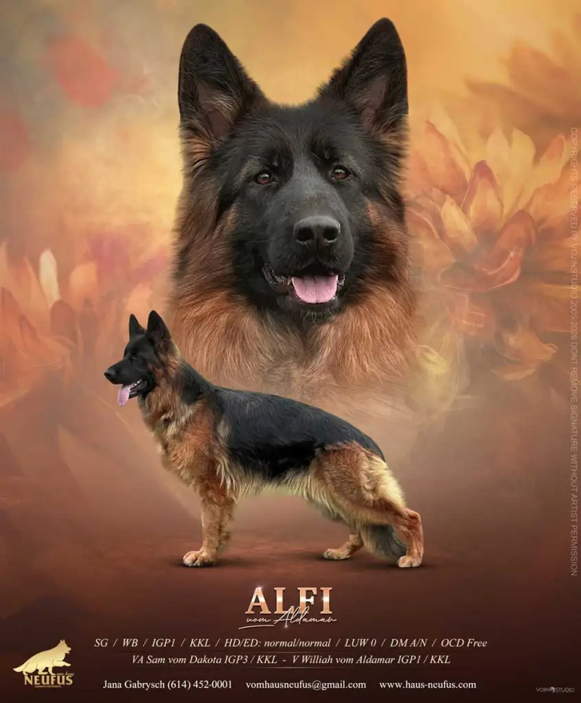 Alfi vom Aldamar