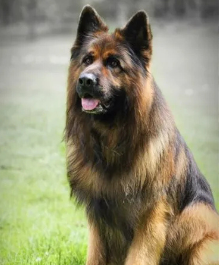 Cyrus vom Team Barrett