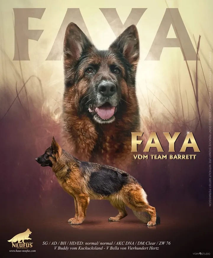 Faya vom Team Barrett