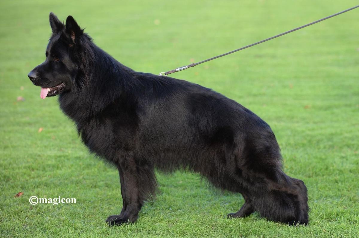 Ikarus Team Perfect Kennel