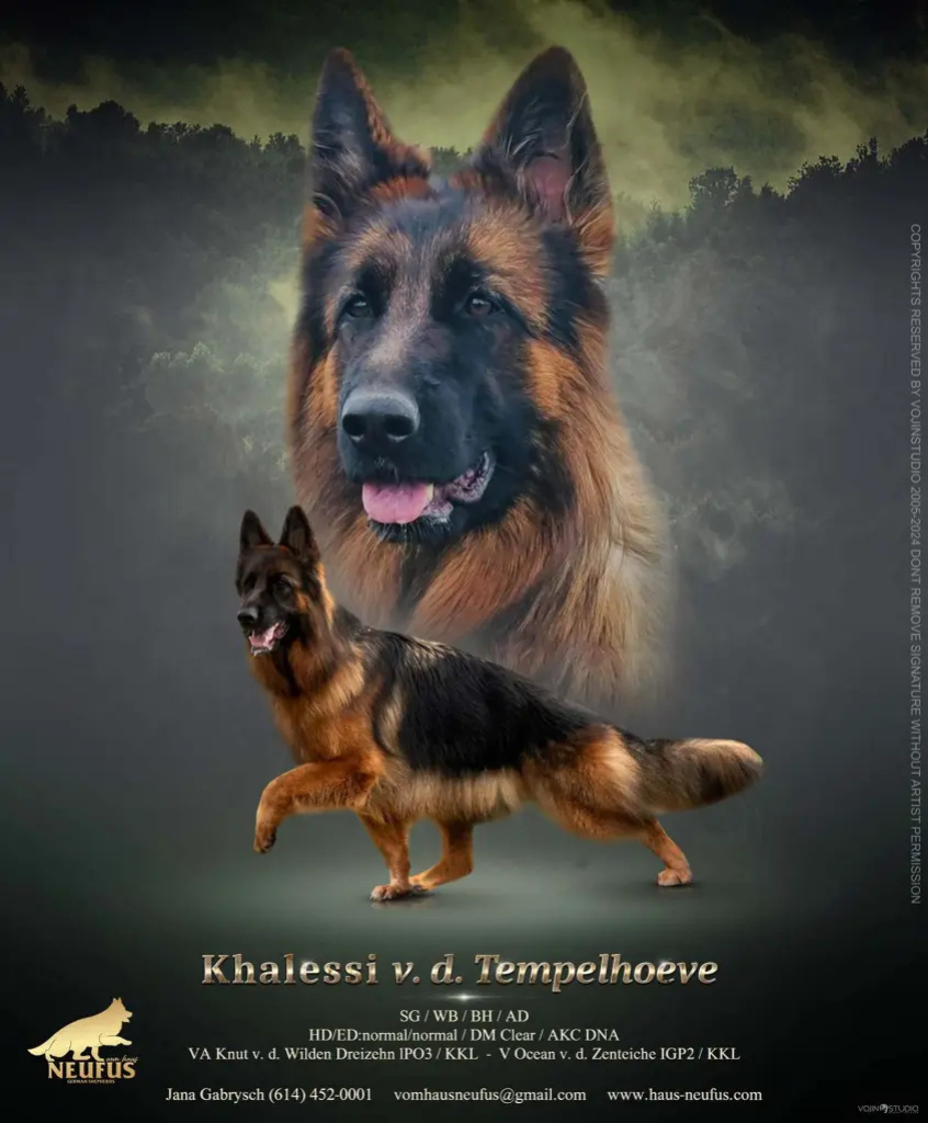 Khalessi von der Tempelhoeve