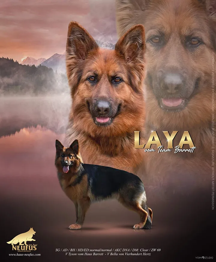 Laya vom Team Barrett