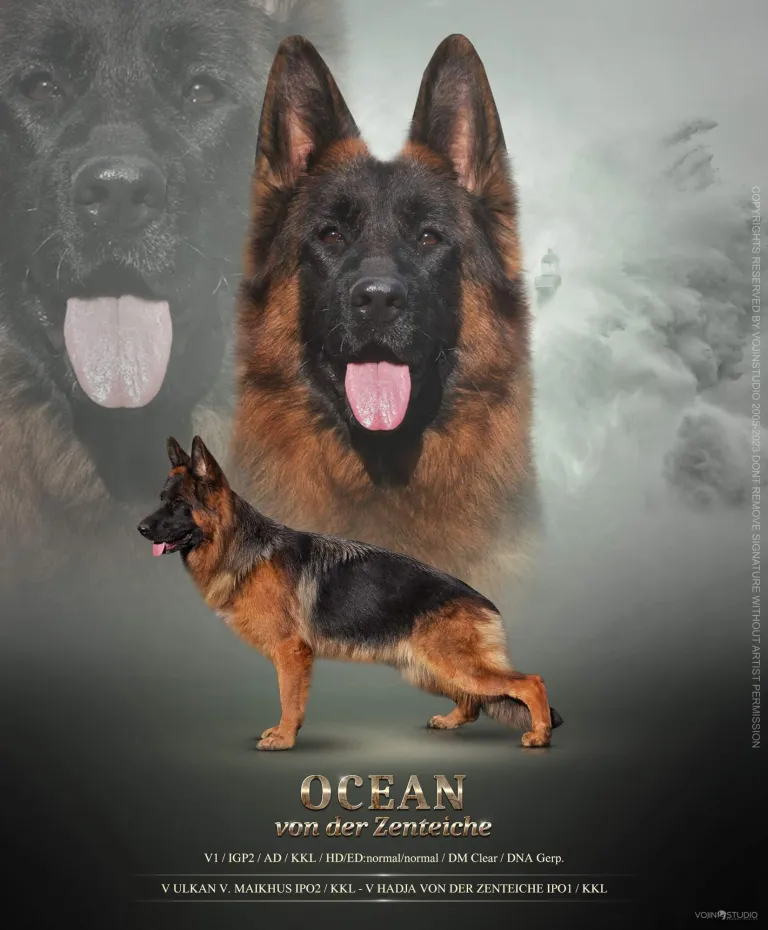 Ocean von der Zenteiche