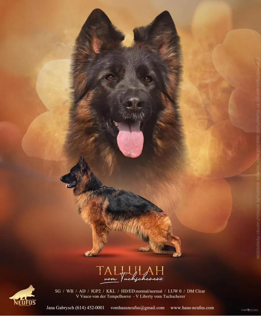 Tallulah vom Tuchscherer
