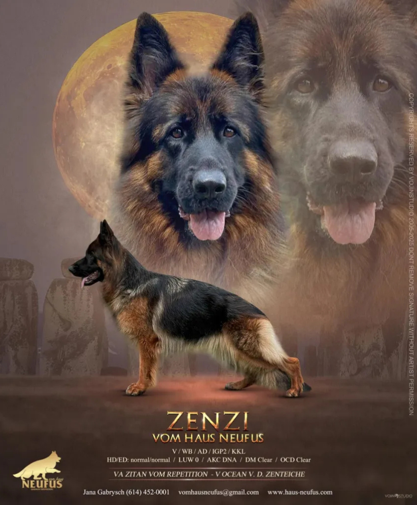 Zenzi vom Haus Neufus