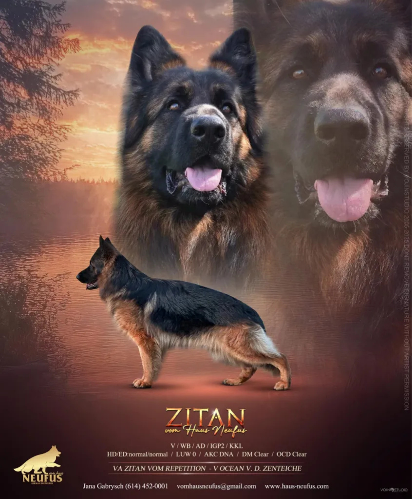 Zitan vom Haus Neufus